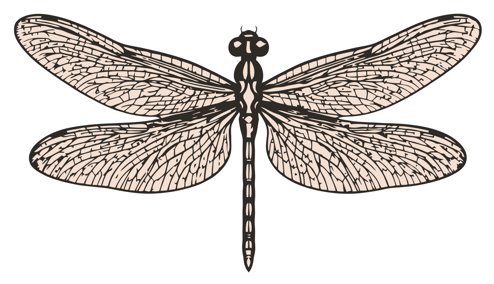 Libelle · Kontrast